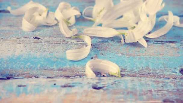 White Chamomile Petals Drops Light Blue Vintage Wooden Background Summer — Stockvideo