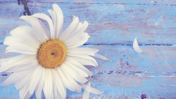 Chamomile Flower Falling Petals Light Blue Vintage Wooden Background Summer — Wideo stockowe
