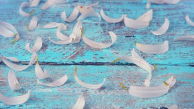 White chamomile petals on a light blue vintage wooden background. Summer theme.