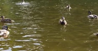 Vahşi ördekler göletin su yüzeyinde yüzerler..