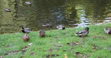 Yaban ördekleri göletin yakınındaki çimlerde.