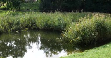 Güzel manzara. Parktaki gölet..