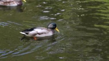 Vahşi ördekler göletin su yüzeyinde yüzerler..