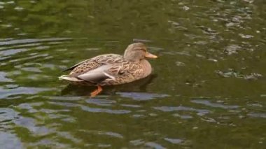 Vahşi ördekler göletin su yüzeyinde yüzerler..