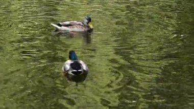 Vahşi ördekler göletin su yüzeyinde yüzerler..
