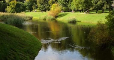 Güzel manzara. Parktaki gölet..