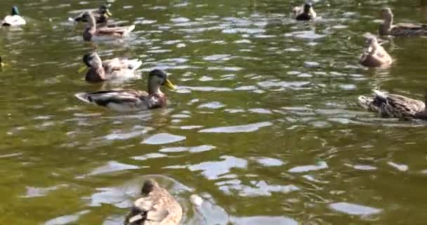 Wild Ducks Swim Water Surface Pond — Stock Video