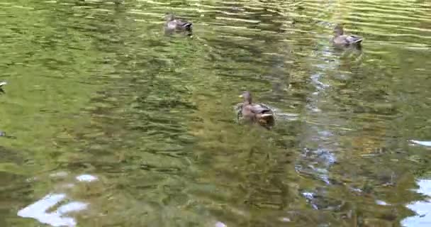 Дикі Качки Плавають Водяній Поверхні Ставка — стокове відео