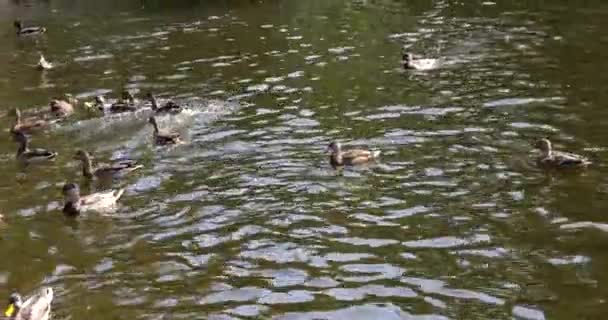 Los Patos Salvajes Nadan Superficie Del Agua Del Estanque — Vídeos de Stock