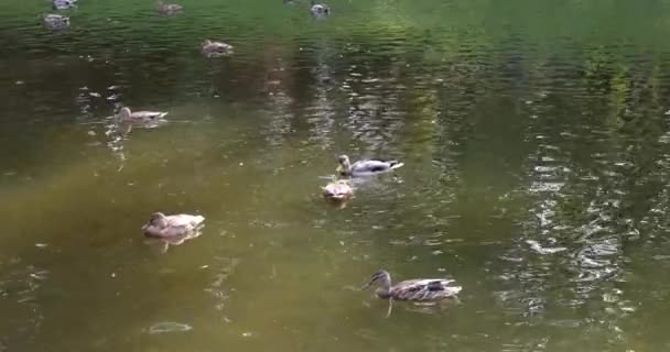 Wilde Eenden Zwemmen Het Wateroppervlak Van Vijver — Stockvideo