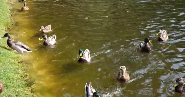 Los Patos Salvajes Nadan Superficie Del Agua Del Estanque — Vídeos de Stock
