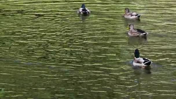 Wildenten Schwimmen Auf Der Wasseroberfläche Des Teiches — Stockvideo