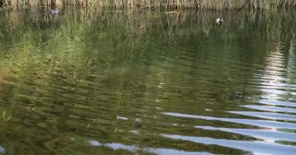 Los Patos Salvajes Nadan Superficie Del Agua Del Estanque — Vídeo de stock