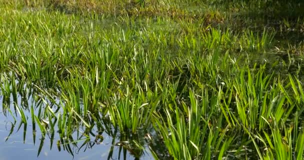 Steli Canne Giovani Sul Lago — Video Stock