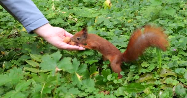 Een Eekhoorn Een Herfstpark Neemt Een Noot Uit Hand Van — Stockvideo