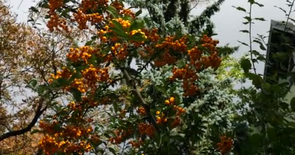 木の枝に海クロウメモドキの果実 秋の撮影 — ストック動画