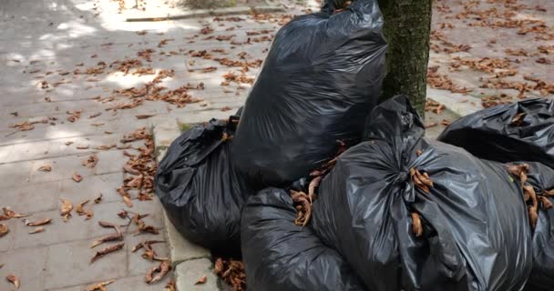 Πεσμένα Φθινοπωρινά Φύλλα Σακούλες Σκουπιδιών Δρόμο Της Πόλης — Αρχείο Βίντεο