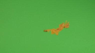 Düşen sonbahar kuru meşe yaprakları yeşil arka planda.