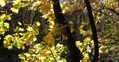 Ağaçların dallarında sarı sonbahar yaprakları.