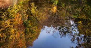 Sonbaharda Forest Gölü. Sudaki ağaçların yansıması..