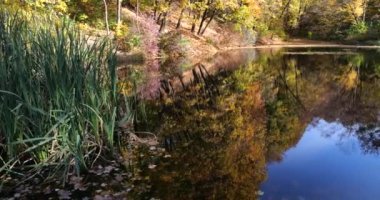 Sonbaharda Forest Gölü. Sudaki ağaçların yansıması..