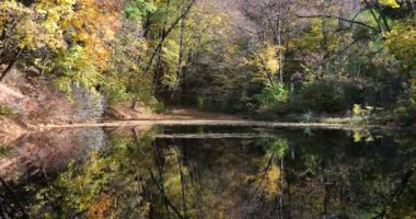 Sonbaharda Forest Gölü. Sudaki ağaçların yansıması..