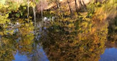 Sonbaharda Forest Gölü. Sudaki ağaçların yansıması..