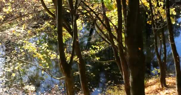 Вид Озеро Через Стволы Листья Деревьев Стрельба Осенью — стоковое видео