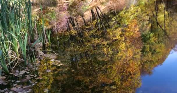 Waldsee Herbst Reflexion Der Bäume Wasser — Stockvideo