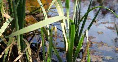 Reed bir sonbahar ormanı gölünün arka planında ayrılıyor..