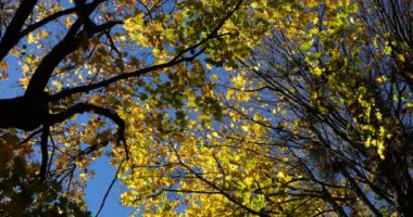 Sarı sonbahar yaprakları gökyüzüne karşı ağaç dalları üzerinde.