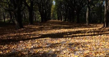 Sonbahar parkında bir sokak. Kurumuş yapraklar ve ağaçlar.