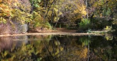 Sonbaharda Forest Gölü. Sudaki ağaçların yansıması..