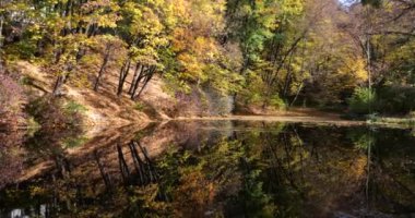 Sonbaharda Forest Gölü. Sudaki ağaçların yansıması..