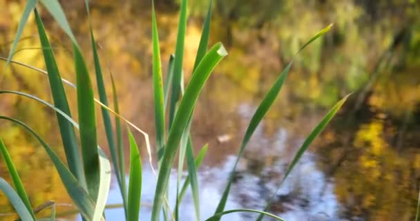 Feuilles Roseau Sur Fond Lac Forestier Automne — Video