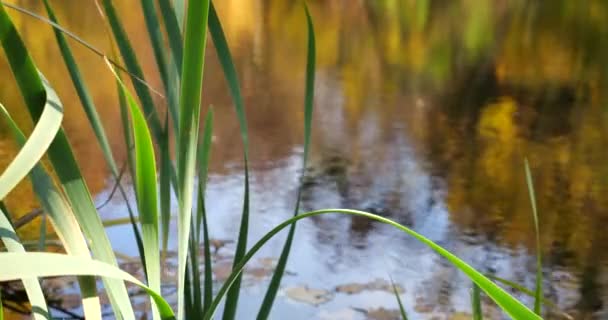 Vass Blad Mot Bakgrund Höst Skog Sjö — Stockvideo