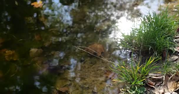 Upadłe Jesienne Liście Powierzchni Wody Leśnego Jeziora — Wideo stockowe