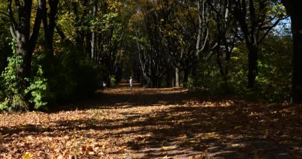 Στο Πάρκο Του Φθινοπώρου Ξηρά Πεσμένα Φύλλα Και Δέντρα — Αρχείο Βίντεο