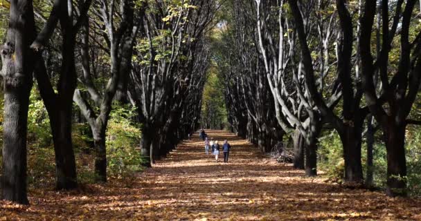 Callejón Parque Otoño Hojas Árboles Secos Caídos — Vídeo de stock