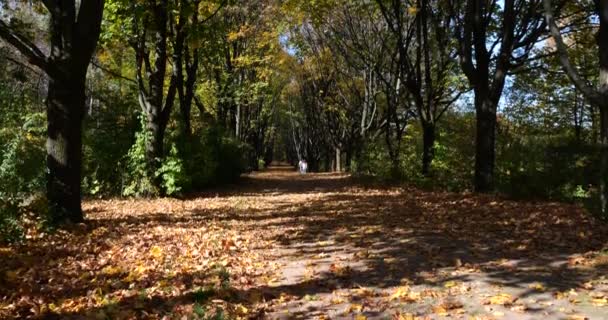 Ulička Podzimním Parku Suché Spadané Listí Stromy — Stock video