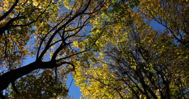 Желтые Осенние Листья Ветвях Деревьев Против Неба — стоковое видео
