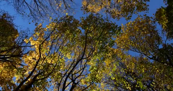 Yellow Autumn Leaves Tree Branches Sky — Stock Video