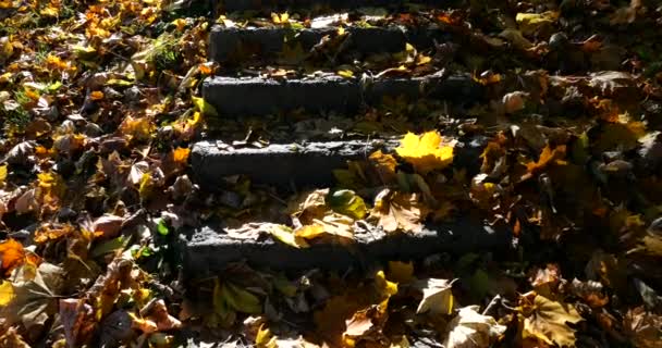 Gevallen Gele Herfstbladeren Stenen Treden Het Park — Stockvideo