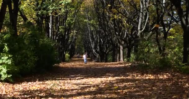 Callejón Parque Otoño Hojas Árboles Secos Caídos — Vídeo de stock