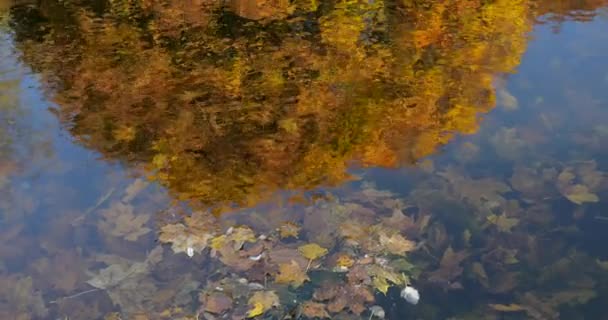 Jezioro Leśne Jesienią Odbicie Drzew Wodzie — Wideo stockowe