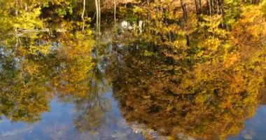 Sonbaharda Forest Gölü. Sudaki ağaçların yansıması..