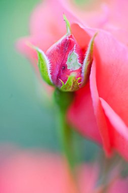 Güzel gül tomurcuğu 