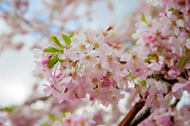 İlkbaharda pembe kiraz çiçekleri