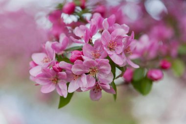 İlkbaharda pembe kiraz çiçekleri