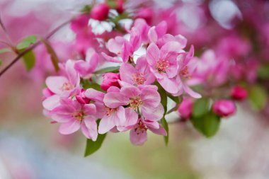 İlkbaharda pembe kiraz çiçekleri